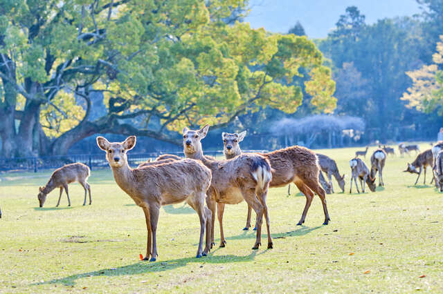 奈良公園