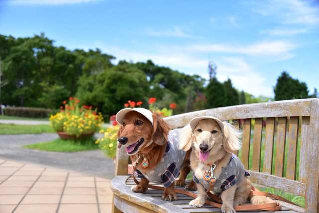 伊香保温泉犬と泊まれる宿の完全ガイド