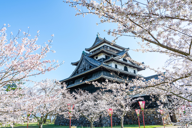 松江城　桜