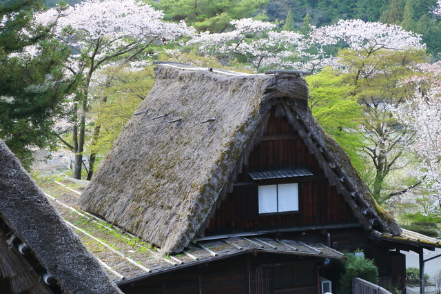 下呂温泉合掌村　桜