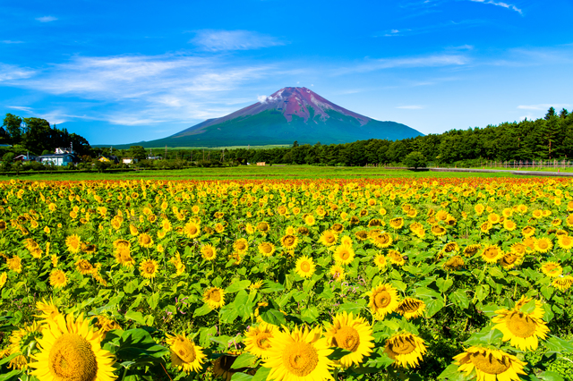 山中湖 花の都公園