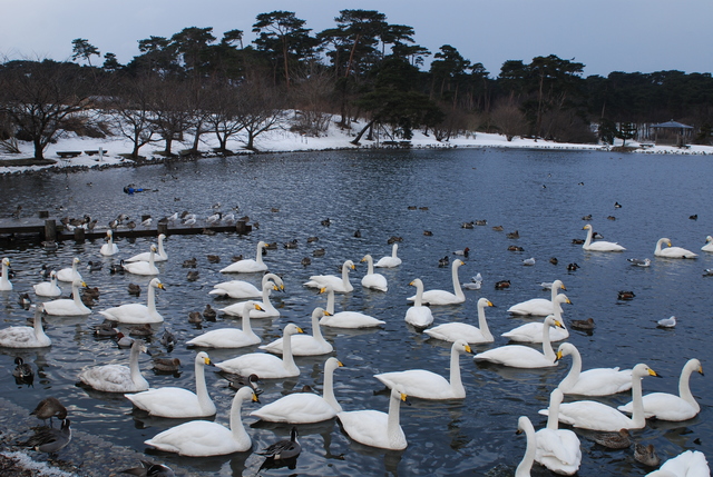 大池公園の白鳥