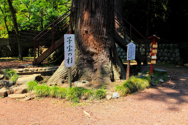 日枝神社　子宝の杉