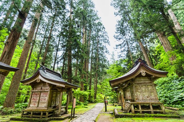 羽黒山 杉並木