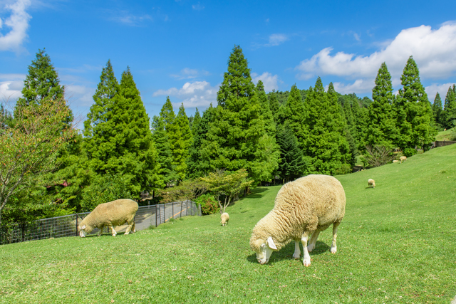 六甲山牧場