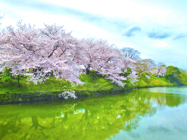 舞鶴公園　桜