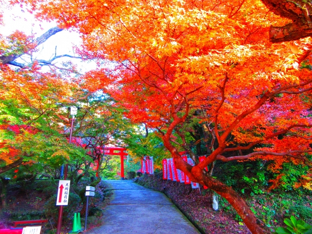 太宰府天満宮　紅葉