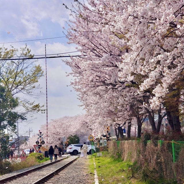 韓国　鎮海　桜