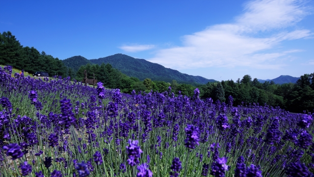 富良野　ラベンダー畑