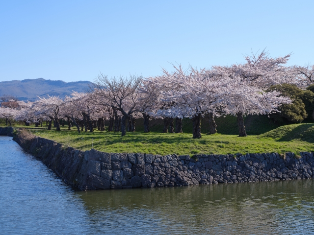 五稜郭公園　桜