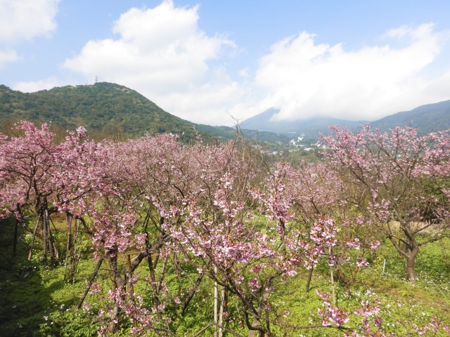 台湾　陽明山