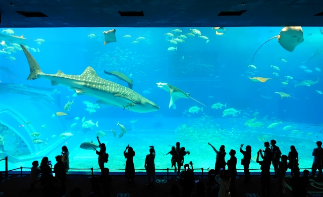 美ら海水族館