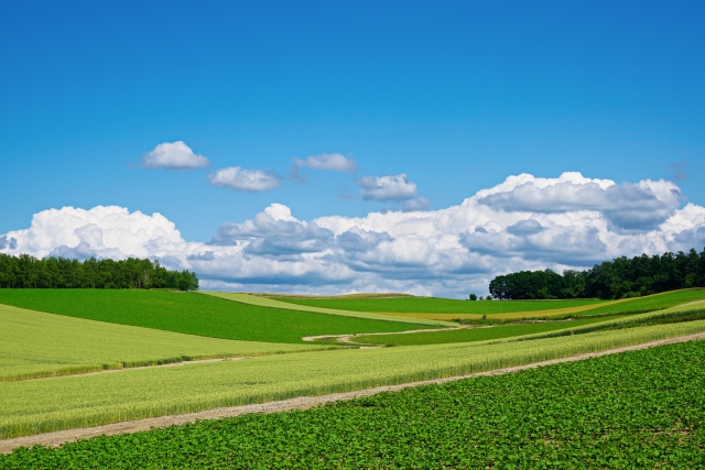 北海道　夏