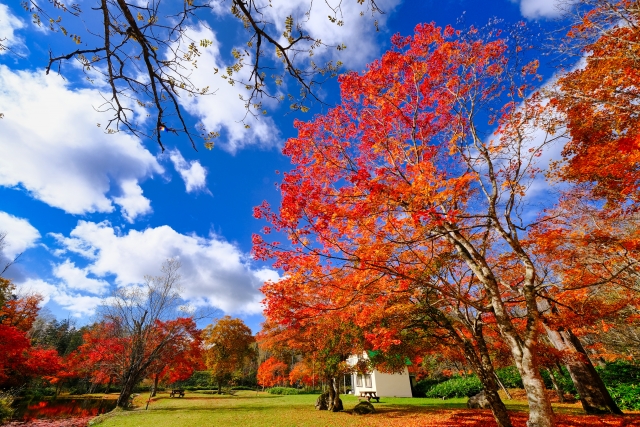 北海道　紅葉